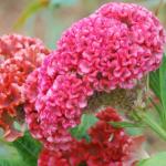 Celosia Chief Rose - 1000 Raw Seed