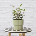 Parallel Peperomia - In 13CM Sage Green Flo Planter