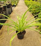 Chlorophytum 14CM Pot