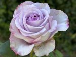 Roadhouse Blues Hybrid Tea Rose 5LT