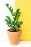 Zz Plant - 15CM