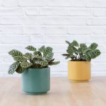Calathea Peacock - In Mustard Migo Planter