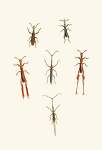 The Cabinet Of Oriental Entomology Pl Xvi 1848 Art Print - A2