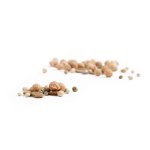 Indigenous Seeds For Bonsai - Acacia Galipini 5 Seeds