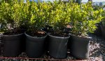 Click & Plant Online Nursery