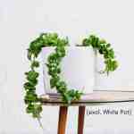 Hoya Compacta - 3 Stem - In 15CM Nursery Pot - 3 Stem