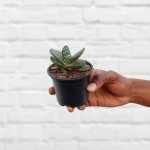 Ox Tongue Plant - 9CM Nursery Pot