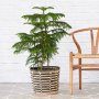 Norfolk Island Pine - Extra Large - In Queen Ilala Palm Leaf Basket