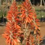 Aloe Sea Urchin Var. 'andsea' Pbr 17CM