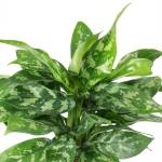 Aglaonema Maria 23CM Pot