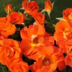 Rose Afrikaans 5LT