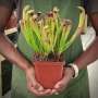 Trumpet Pitcher Sarracenia Thandi - Dormant Plant. 12CM Plastic Container.