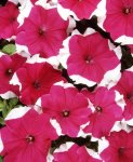 Petunia Dreams Rose Picotee Seed - 50 Pelleted Seed