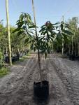 Mango Tree “keiit” 50LT