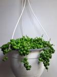 String Of Pearls Senecio Rowleyanu 20CM Hanging Basket