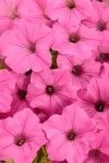 Petunia Vista ‘bubblegum’ 25CM Hanging Basket