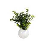 Greenery 26CM In Ceramic Pot 10X10CM - Eucalyptus