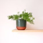 Asparagus Fern - MINI - In 13CM Forest Green Pluto Planter