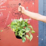 Pothos - Marble Queen - Large - 20CM Hanging Basket Limited Edition
