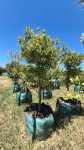 Cape Rough Lemon 250LT