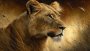 Canvas Wall Art - Female Lion - B1049 120 X 80 Cm