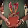 Trumpet Pitcher Sarracenia 'trumpet' - Medium To Large Plant. 12CM Plastic Container.