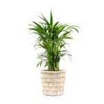 Parlor Palm - Medium - 19CM Nursery Pot Excl. Ceramic Planter
