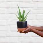 Aloe - Gold Mine - In 13CM Charcoal Pluto Planter