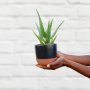 Aloe - Gold Mine - In 13CM Charcoal Pluto Planter