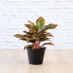 Chinese Evergreen - King Of Siam - 15CM Nursery Pot