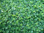 Dichondra Repens Wonderlawn 128 Plug Tray