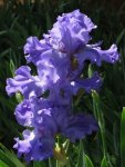Bearded Iris Scented Bubbles
