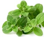 Marjoram Sweet 12CM Pot