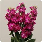 Stocks Katz Crimson - 30 Raw Seed
