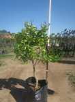 Tahiti Lime Tree 100LT