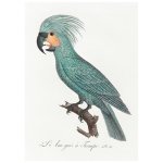 Palm Cockatoo Print