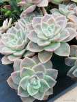 Graptoveria Fantome 9CM Pot