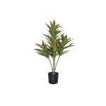 Red-edge Dracaena Plant