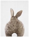 Baby Rabbit Tail - Wall Art Print - A1