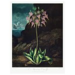 American Cowslip Print