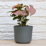 Arrowhead Plant - Neon - With Grey Emerson Pot
