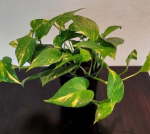 Devils Ivy 15CM Pot