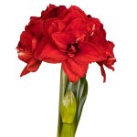 Amaryllis Symphony Double – Inferno Bulb