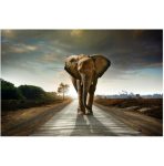 Elephant Walking Down The Road Wall Art Photography Canvas Print 1800 X 970
