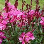 Gaura ‘belleza Dark Pink’ 17CM Pot
