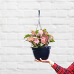 Arrowhead Neon - Large - 25CM Hanging Basket