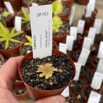Butterwort Pinguicula 'agnata Hybrid.' Special Import