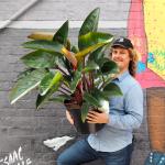 Philodendron - Congo Rojo - Large - 26CM Nursery Pot