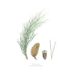 Pinus Pinea Art Print - A1