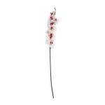 Pink Fleck Orchid